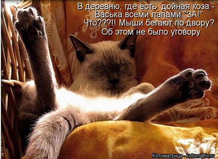 Котоматрица: В деревню, где есть  дойная коза -  Васька всеми лапами "ЗА!"  Что???!! Мыши бегают по двору?  Об этом не было уговору
