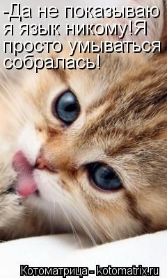 Котоматрица: -Да не показываю я язык никому!Я просто умываться собралась!