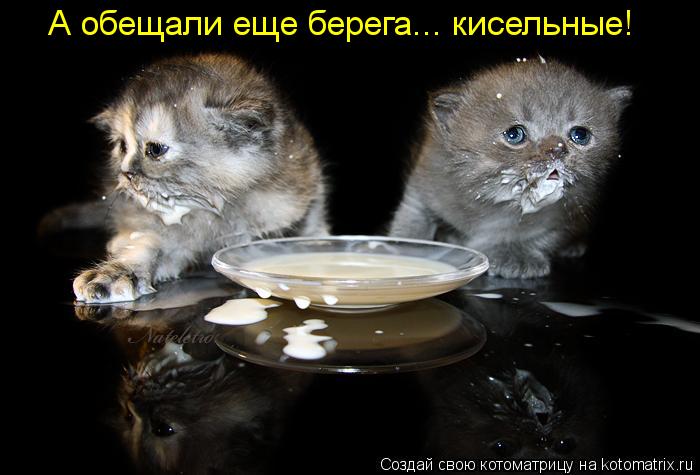 Котоматрица: А обещали еще берега... кисельные!