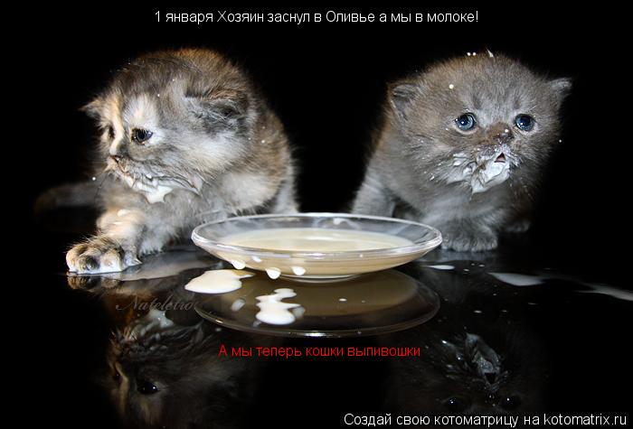 Котоматрица: А мы теперь кошки выпивошки  1 января Хозяин заснул в Оливье а мы в молоке!