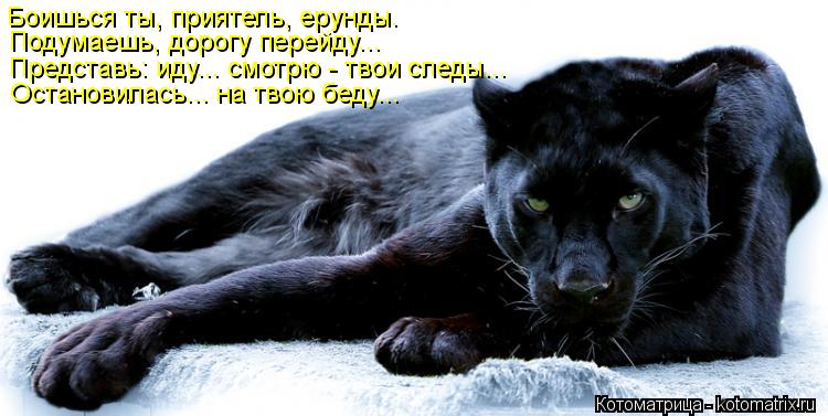 Котоматрица: Боишься ты, приятель, ерунды. Подумаешь, дорогу перейду... Представь: иду... смотрю - твои следы... Остановилась... на твою беду...