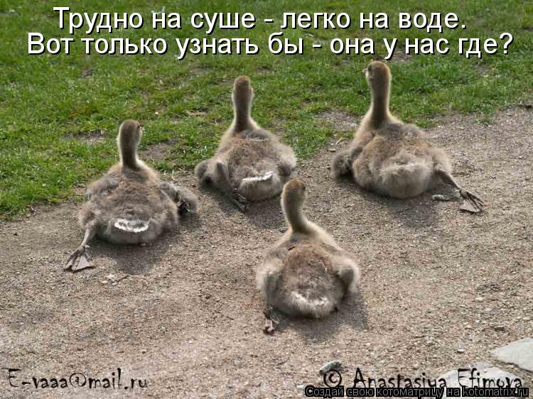 Котоматрица: Трудно на суше - легко на воде. Вот только узнать бы - она у нас где?