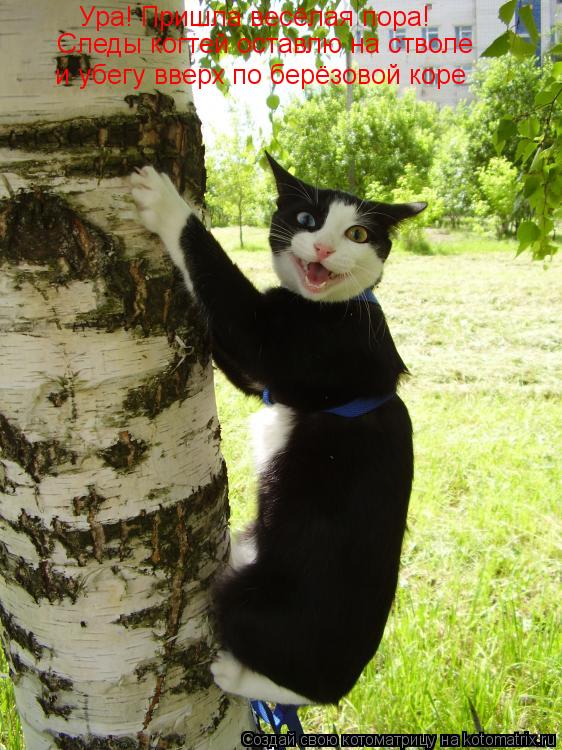 Котоматрица: Ура! Пришла весёлая пора! Следы когтей оставлю на стволе и убегу вверх по берёзовой коре