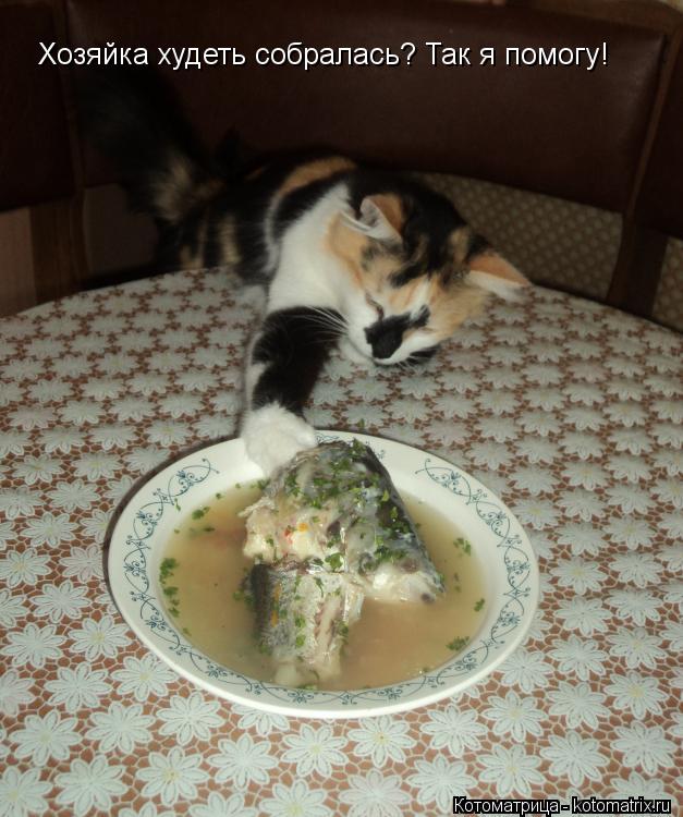 Котоматрица: Хозяйка худеть собралась? Так я помогу!