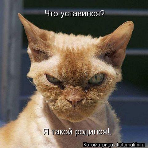 Котоматрица: Что уставился? Я такой родился!.