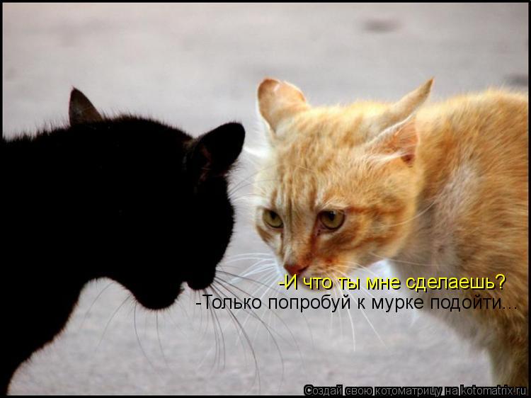 Котоматрица: -Только попробуй к мурке подойти... -И что ты мне сделаешь?