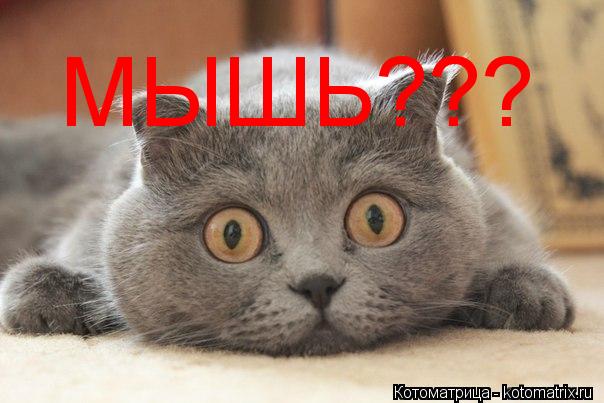 МЫШЬ???... Котоматрица: МЫШЬ???