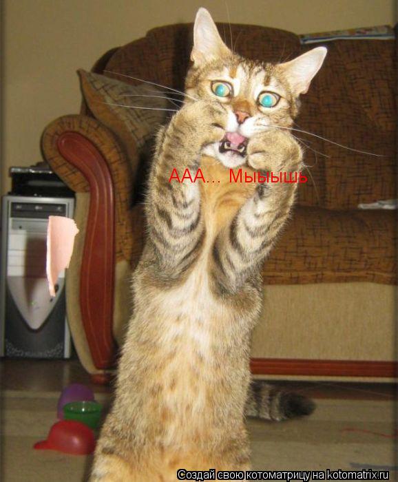 Котоматрица: ААА... Мыыышь