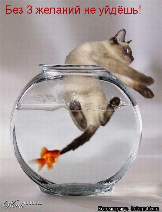 Без 3 желаний не уйдёшь!... Котоматрица: Без 3 желаний не уйдёшь!