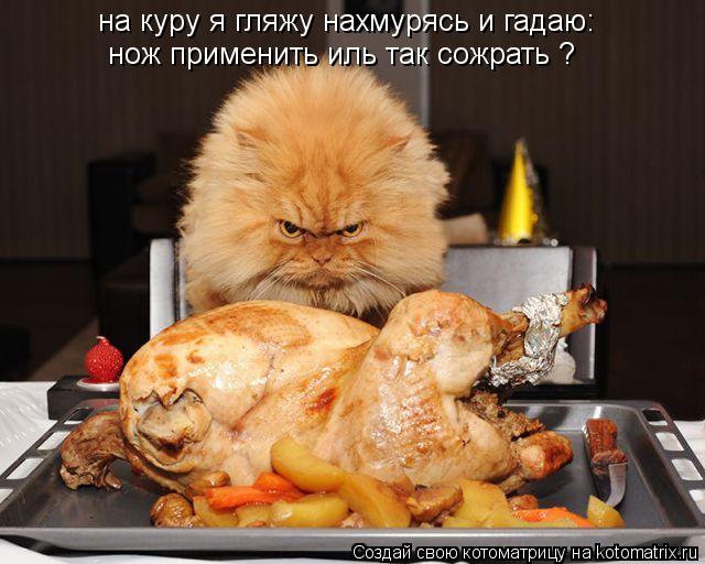 Котоматрица: на куру я гляжу нахмурясь и гадаю: нож применить иль так сожрать ?