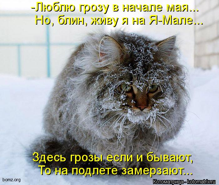 Котоматрица: -Люблю грозу в начале мая... Но, блин, живу я на Я-Мале... Здесь грозы если и бывают, То на подлете замерзают...