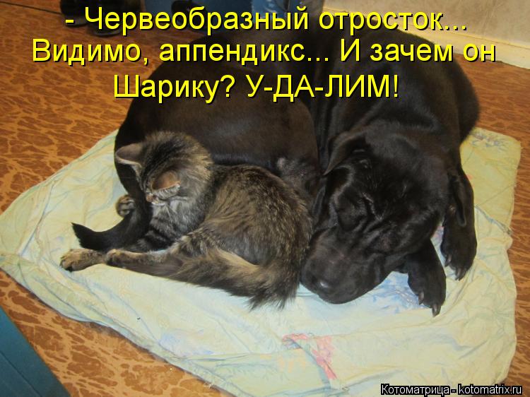Котоматрица: - Червеобразный отросток... Видимо, аппендикс... И зачем он Шарику? У-ДА-ЛИМ!