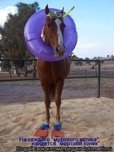 Котоматрица: На каждого "морского котика" найдется "морской коник"