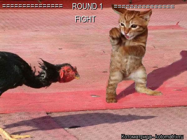 Котоматрица: ROUND 1 FIGHT =============== ===============