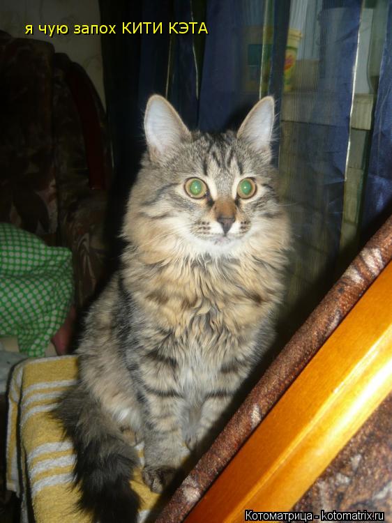 Котоматрица: я чую запох КИТИ КЭТА