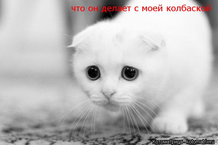 Котоматрица: что он делает с моей колбаской