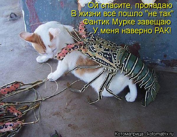 Ой спасите, пропадаю В жизни всё пошло "не так" Фантик Мурке завещаю У меня наверно РАК!... Котоматрица: Ой спасите, пропадаю В жизни всё пошло "не так" Фантик Мурке завещаю У меня наверно РАК!