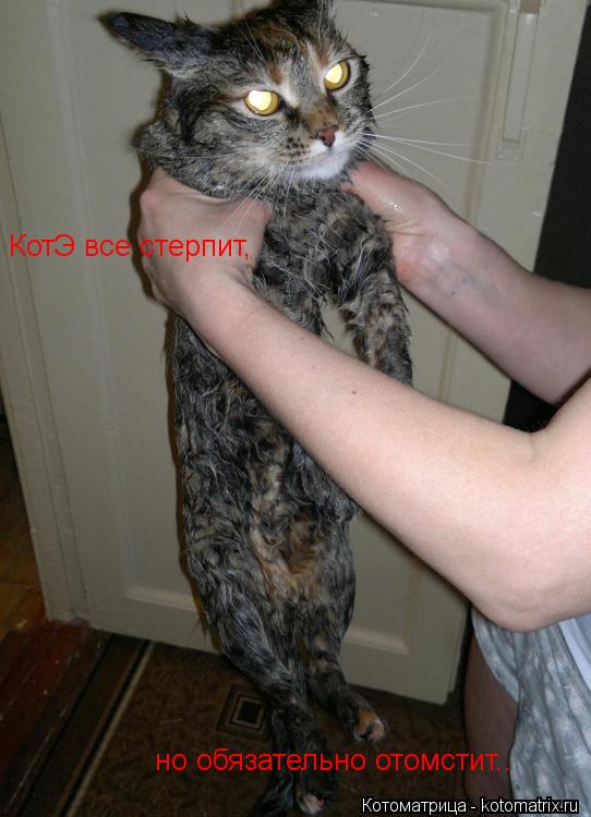 Котоматрица: КотЭ все стерпит, но обязательно отомстит..