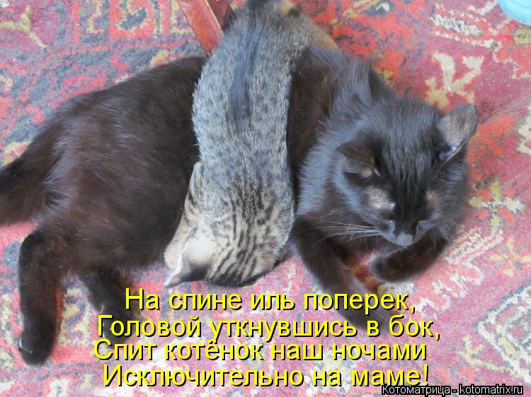 Котоматрица: На спине иль поперек, Головой уткнувшись в бок, Спит котёнок наш ночами Исключительно на маме!