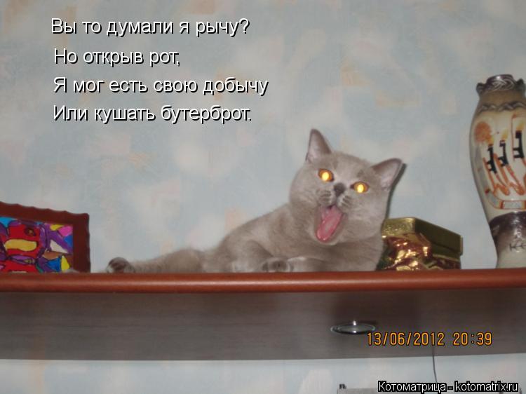 Котоматрица: Я мог есть свою добычу Или кушать бутерброт. Но открыв рот, Вы то думали я рычу?