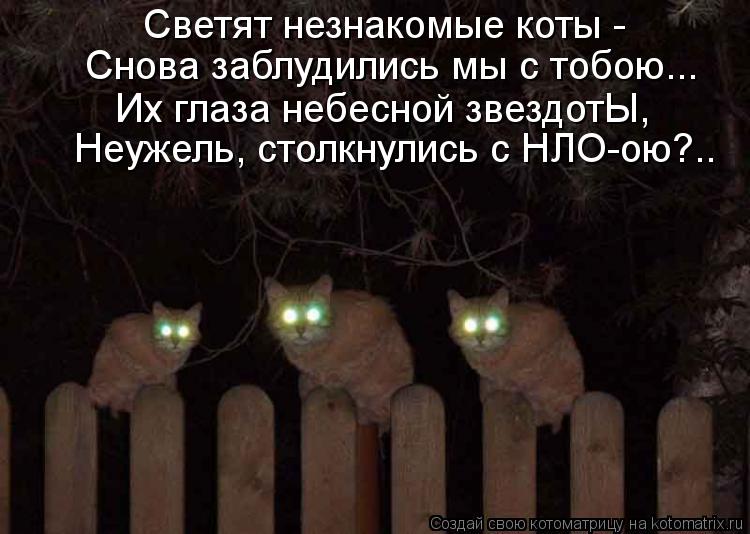 Котоматрица: Светят незнакомые коты -  Снова заблудились мы с тобою... Их глаза небесной звездотЫ, Неужель, столкнулись с НЛО-ою?..