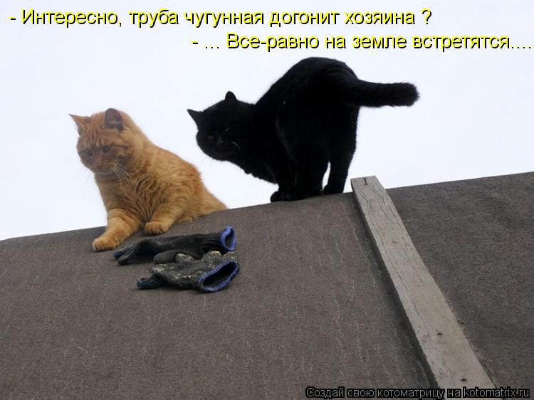 Котоматрица: - Интересно, труба чугунная догонит хозяина ? - ... Все-равно на земле встретятся.....