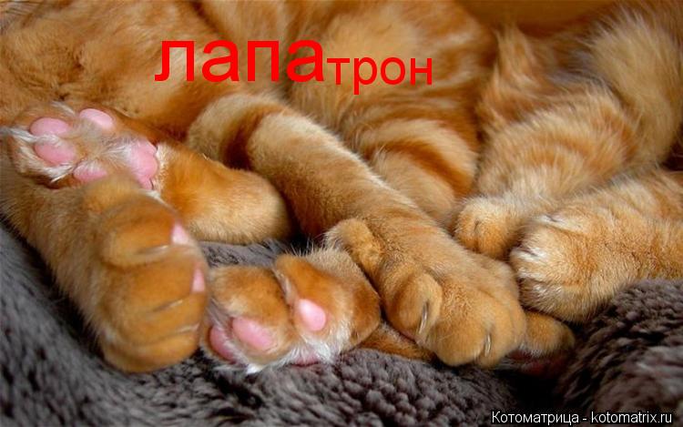 Котоматрица: лапа трон