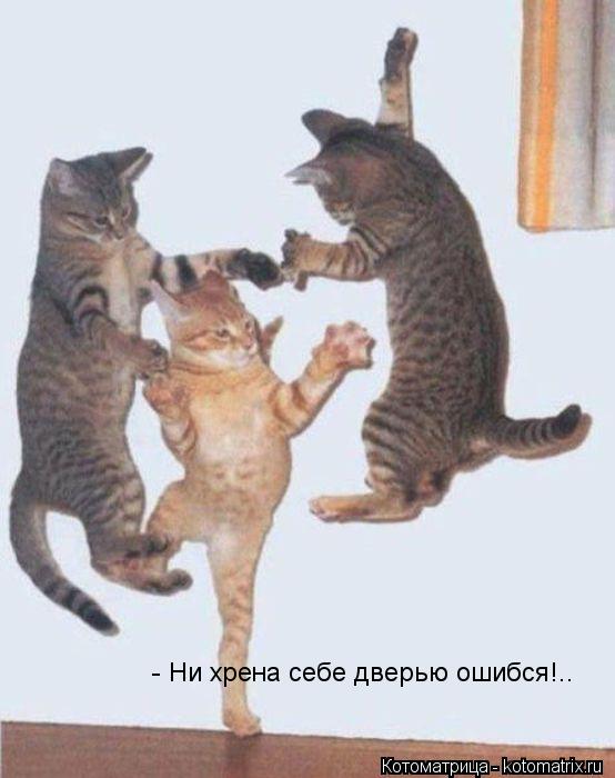 Котоматрица: - Ни хрена себе дверью ошибся!..