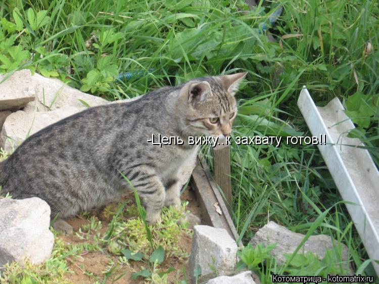 Котоматрица: -Цель вижу..к захвату готов!!