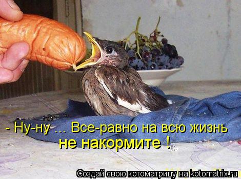 Котоматрица: - Ну-ну ... Все-равно на всю жизнь не накормите !