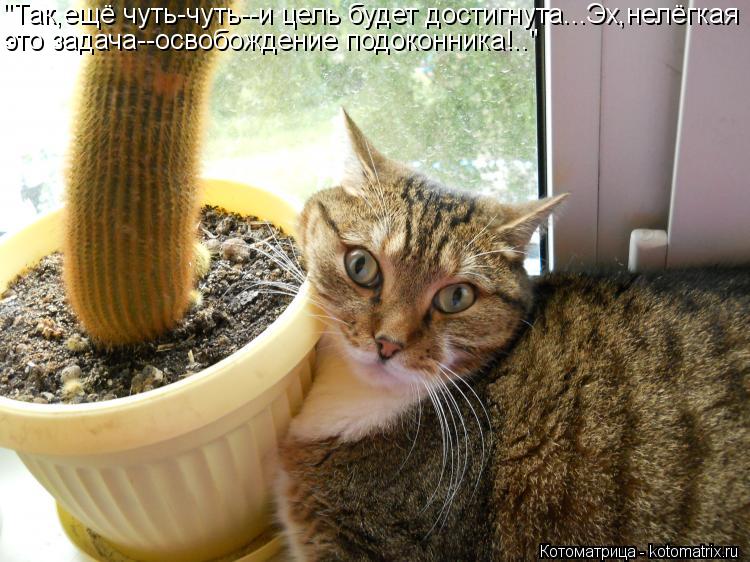 Котоматрица: "Так,ещё чуть-чуть--и цель будет достигнута...Эх,нелёгкая это задача--освобождение подоконника!.."