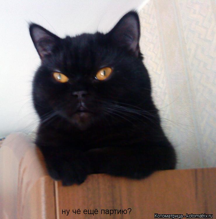 Котоматрица: ну чё ещё партию?