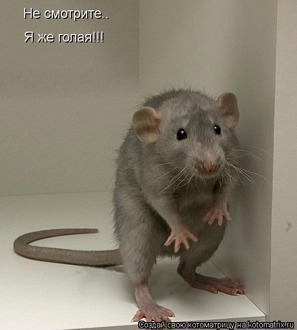 Котоматрица: Не смотрите.. Я же голая!!!