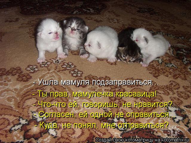 - Ушла мамуля подзаправиться... - Ты прав, мамулечка красавица! - Что-что ей, говоришь, не нравится? ... Котоматрица: - Ушла мамуля подзаправиться... - Ты прав, мамулечка красавица! - Что-что ей, говоришь, не нравится? - Согласен, ей одной не справиться... - Куда, н