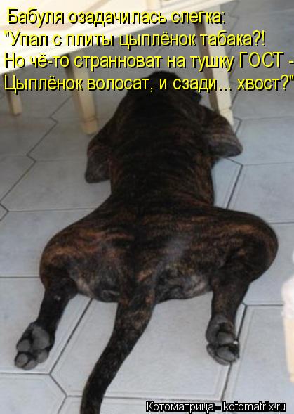 Бабуля озадачилась слегка: "Упал с плиты цыплёнок табака?! Но чё-то странноват на тушку ГОСТ - Цыплё... Котоматрица: Бабуля озадачилась слегка: "Упал с плиты цыплёнок табака?! Но чё-то странноват на тушку ГОСТ - Цыплёнок волосат, и сзади... хвост?"