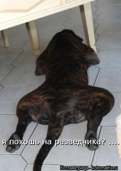 Котоматрица: я похошь на разведчика? ....