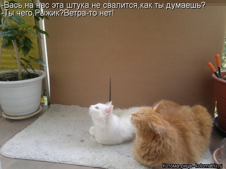 Котоматрица: -Вась,на нас эта штука не свалится,как ты думаешь? -Ты чего,Рыжик?Ветра-то нет!