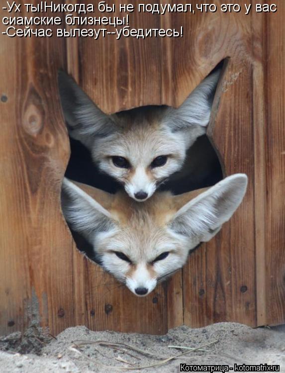 Котоматрица: -Ух ты!Никогда бы не подумал,что это у вас сиамские близнецы! -Сейчас вылезут--убедитесь!