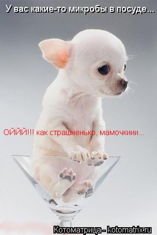Котоматрица: У вас какие-то микробы в посуде... ОЙЙЙ!!! как страшненько, мамочкиии...