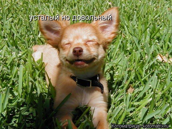 Котоматрица: усталый но довольный