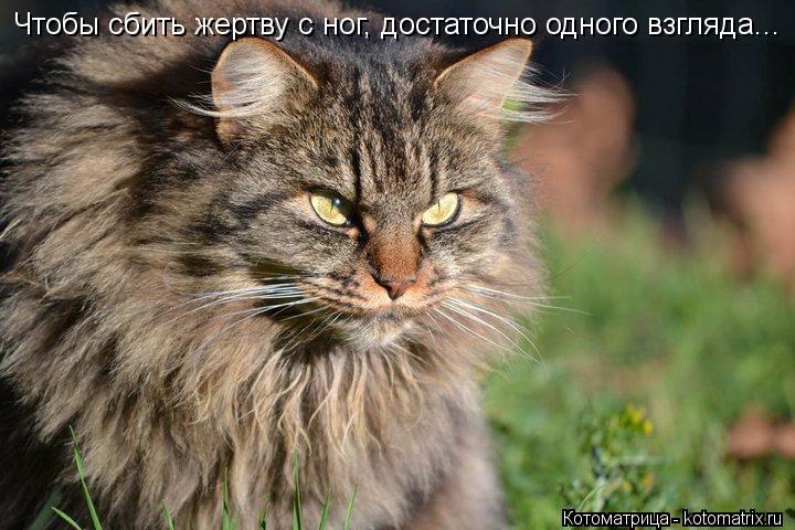 Котоматрица: Чтобы сбить жертву с ног, достаточно одного взгляда...