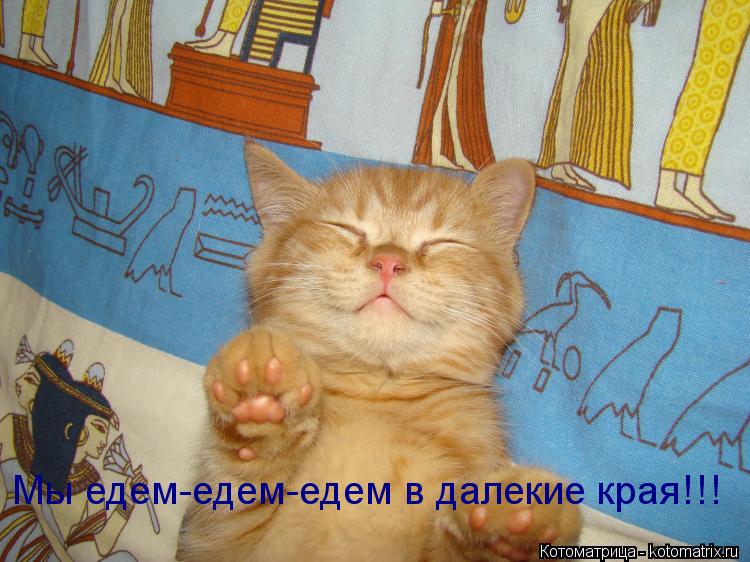 Котоматрица: Мы едем-едем-едем в далекие края!!!