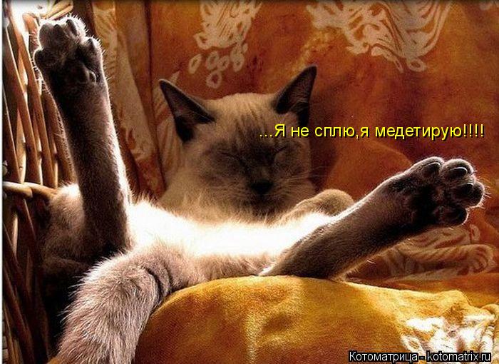 Котоматрица: ...Я не сплю,я медетирую!!!!