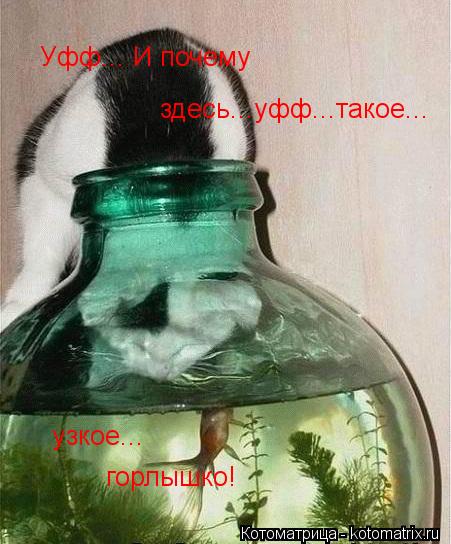 Котоматрица: Уфф... И почему здесь...уфф...такое... узкое... горлышко!