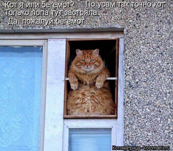 Котоматрица: Кот я или бегемот? По усам так точно кот. Только попа тут застряла. Да, пожалуй,бегемот...