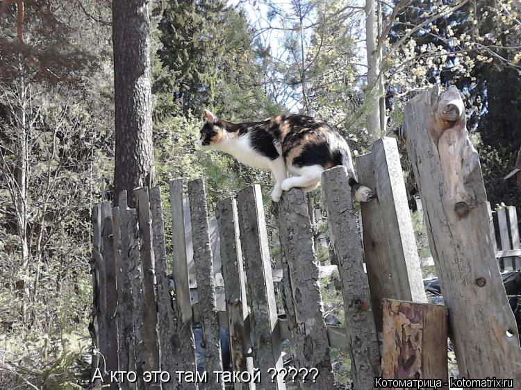 Котоматрица: ...А кто это там такой ?????
