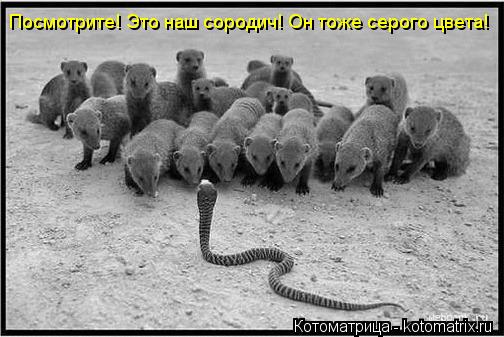 Посмотрите! Это наш сородич! Он тоже серого цвета!... Котоматрица: Посмотрите! Это наш сородич! Он тоже серого цвета!