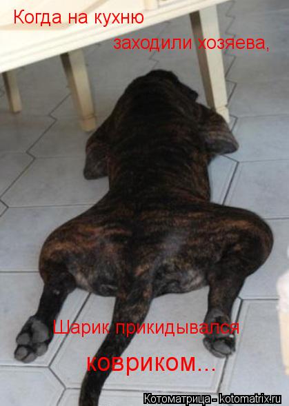 Котоматрица: Когда на кухню  заходили хозяева, Шарик прикидывался ковриком...