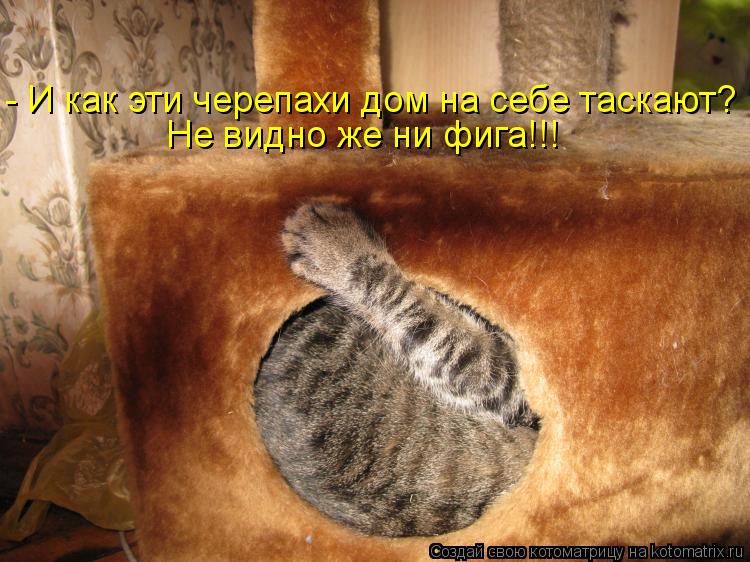 Котоматрица: - И как эти черепахи дом на себе таскают? Не видно же ни фига!!!