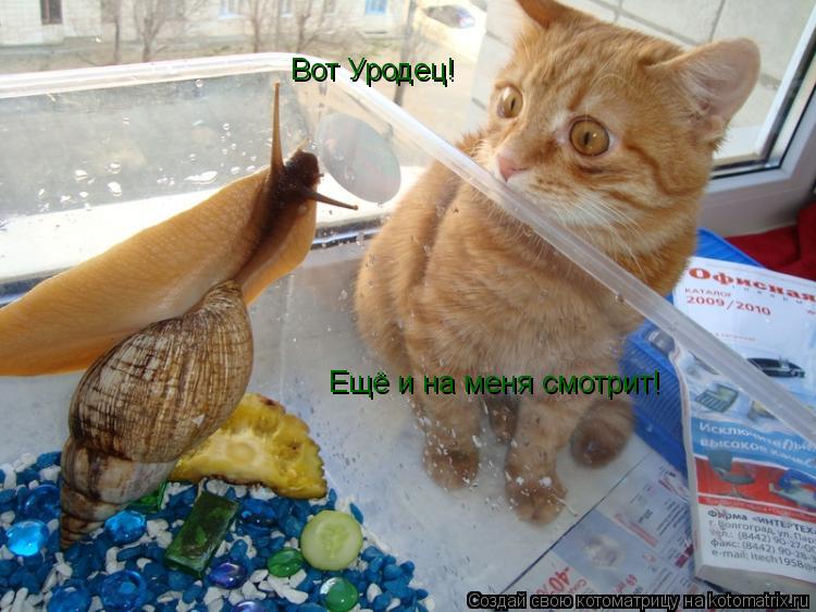Котоматрица: Вот Уродец! Ещё и на меня смотрит!